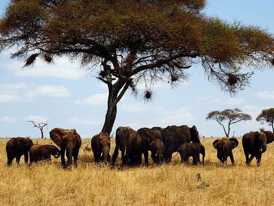Parque Nacional de Tarangire